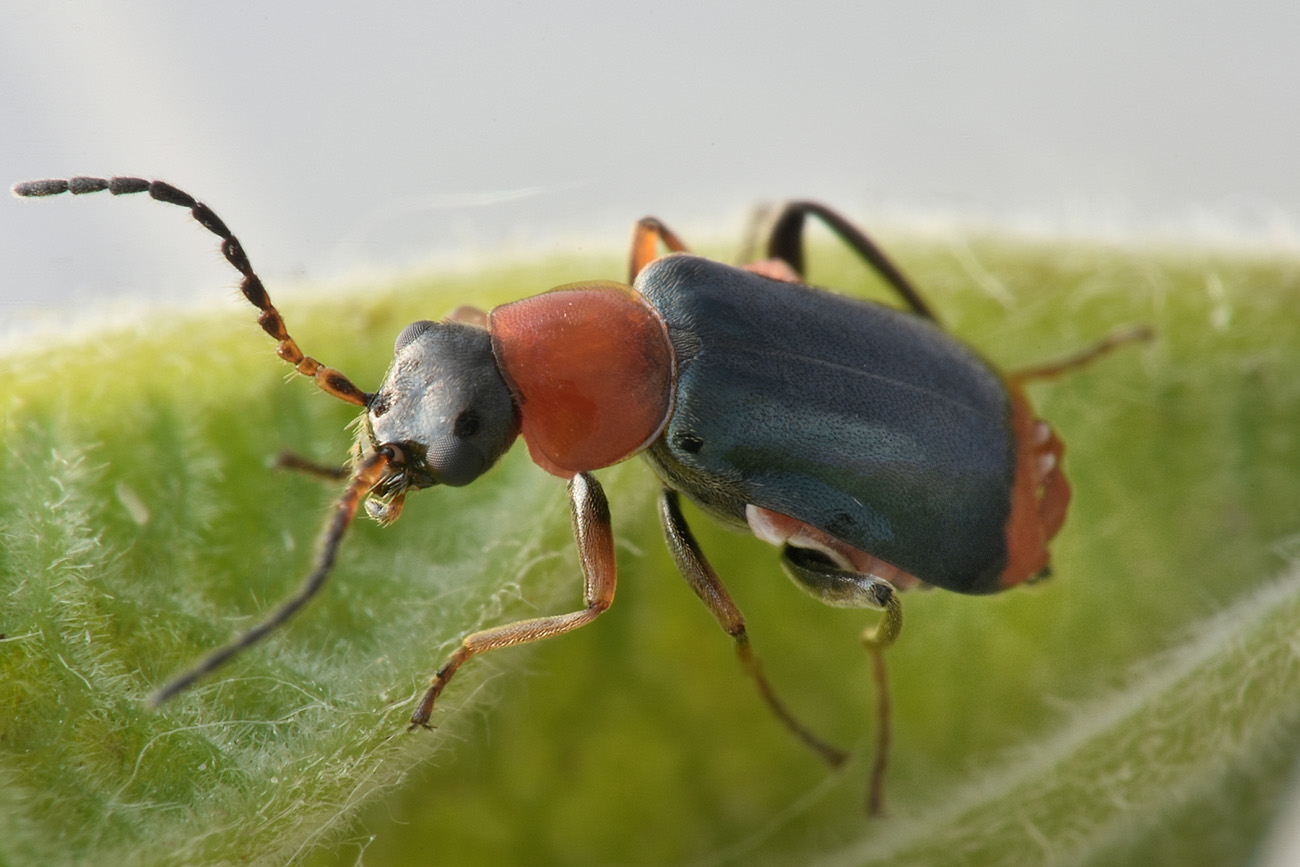 Malachiidae: Ebaeus battonii, maschio
